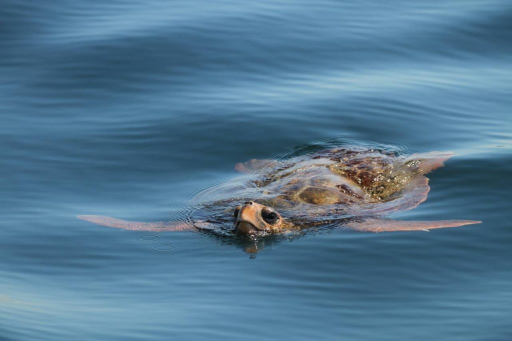 On the Hook: Sea Otters and Fishing Gear Entanglement