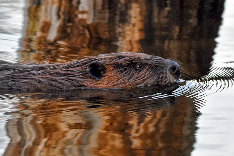 Beaver © Lee Millet
