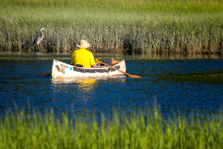 Canoeing with a Great Blue Heron nearby © Rosemary Sampson