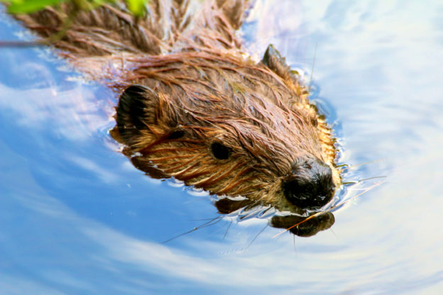 Beaver © Lori Lynes