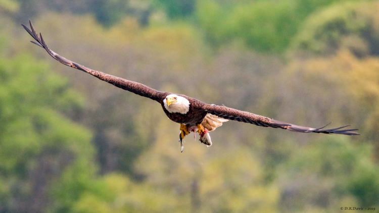 Bald Eagle © Dan Davis