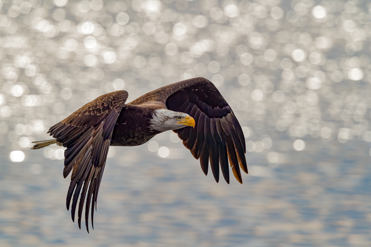 Bald Eagle © David Morris