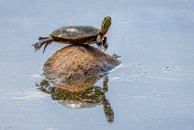 Painted Turtle © Ellen Kawadler