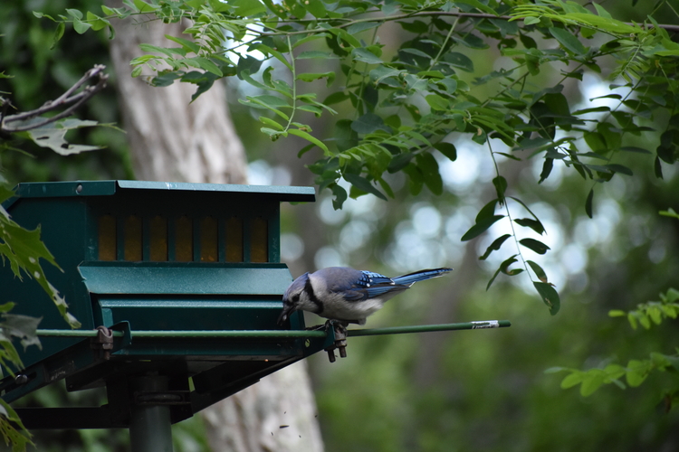 blue jay at feeder