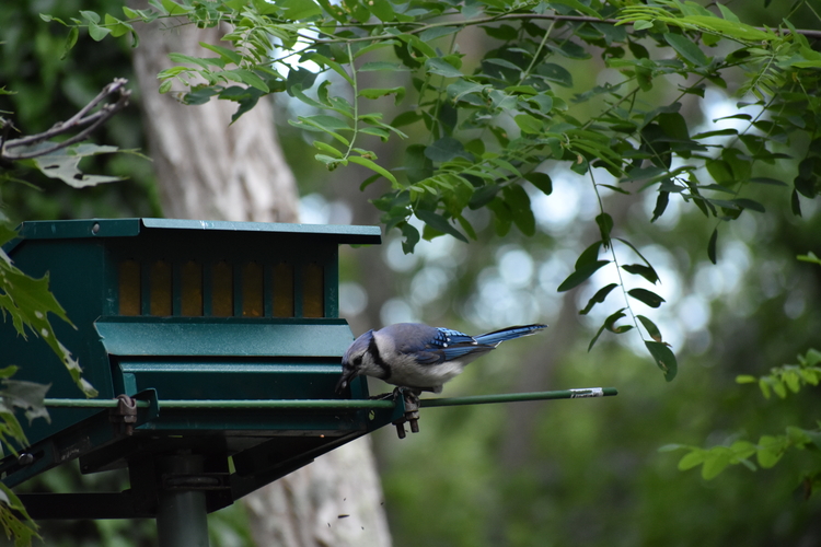 Blue Jays and Cardinals - Extreme Close-Up 