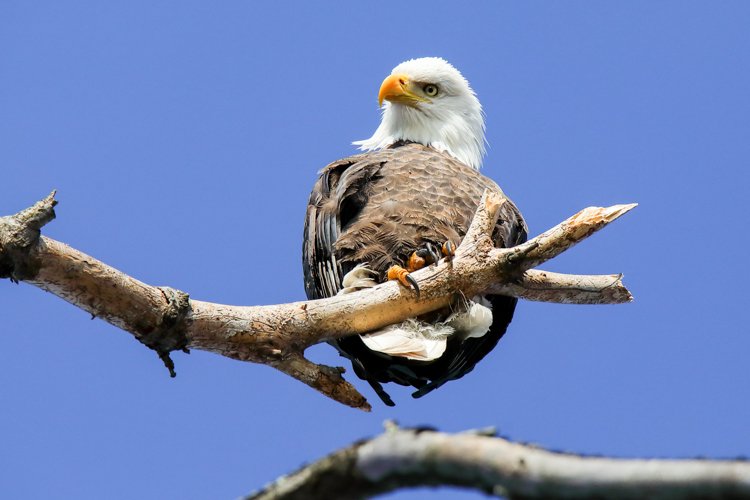 Bald Eagle © Christopher Peterson