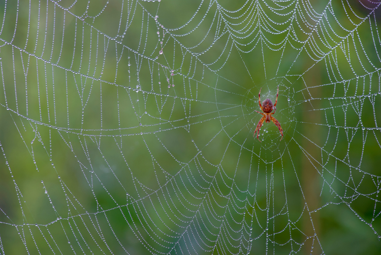 Spider in dew covered web © John Yurka