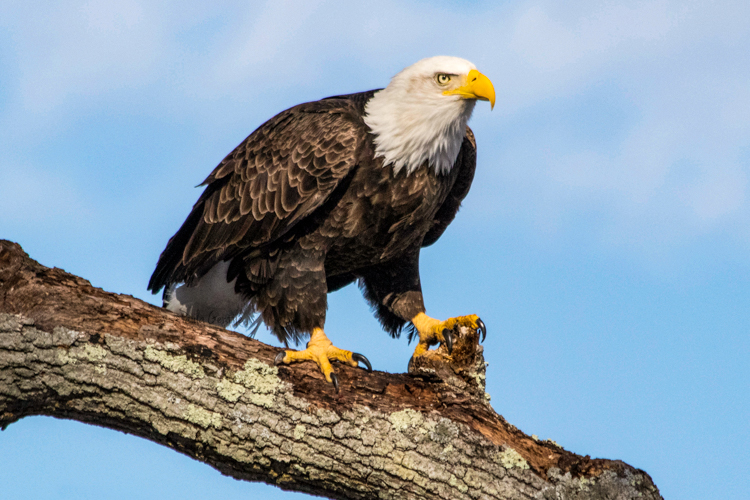 Bald Eagle © Paula Gentile