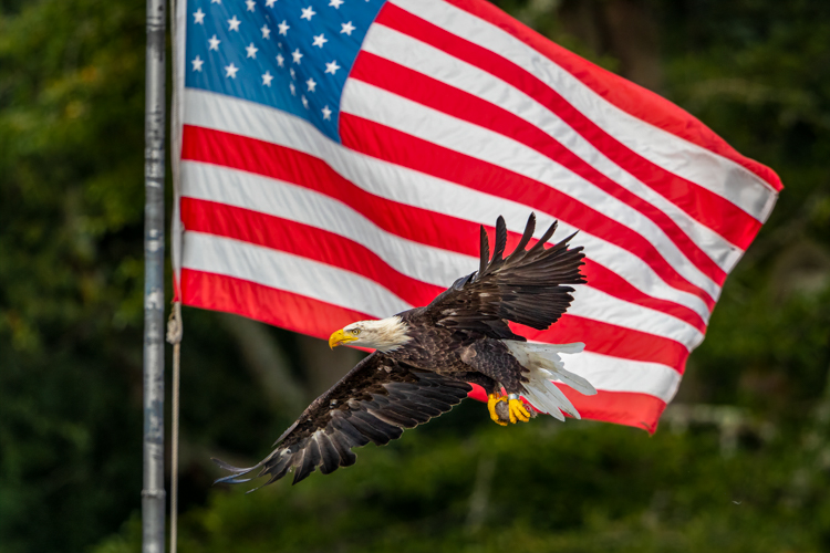 Bald Eagle © Brendon Curtis