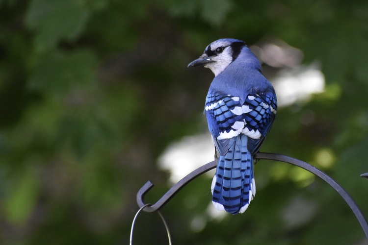 Blue Jay sitting on bar copyright Richard Morreale