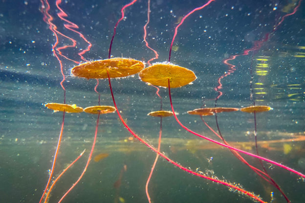 Underwater view of lilypads © Lisa Beskin