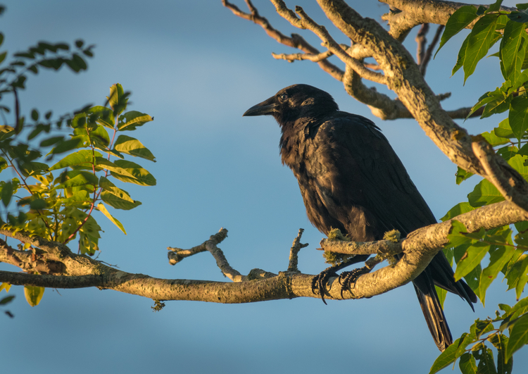 Raven, Crow, or Grackle? How To Tell The Difference | Mass Audubon – Your  Great Outdoors