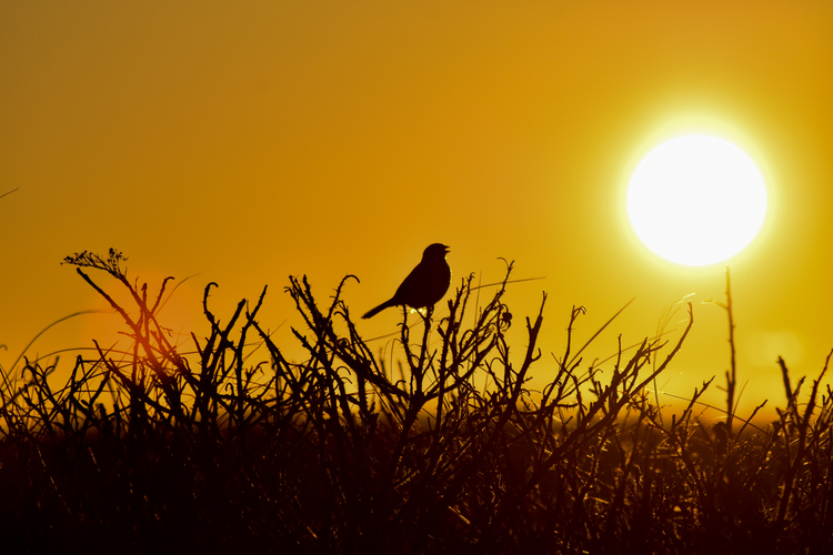 bird on grass and twigs in silhouette with bright sun in the background