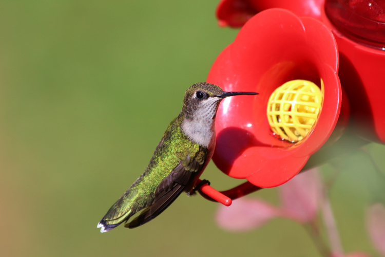 Ruby-throated Hummingbird at a nectar feeder © Sue McEvoy