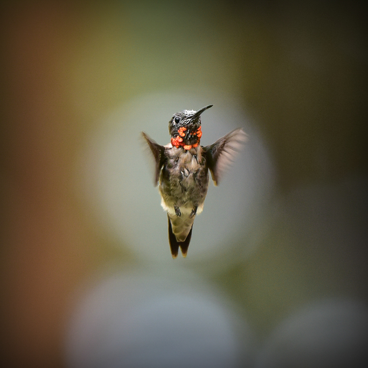 Ruby-throated Hummingbird © Karen Wilcox