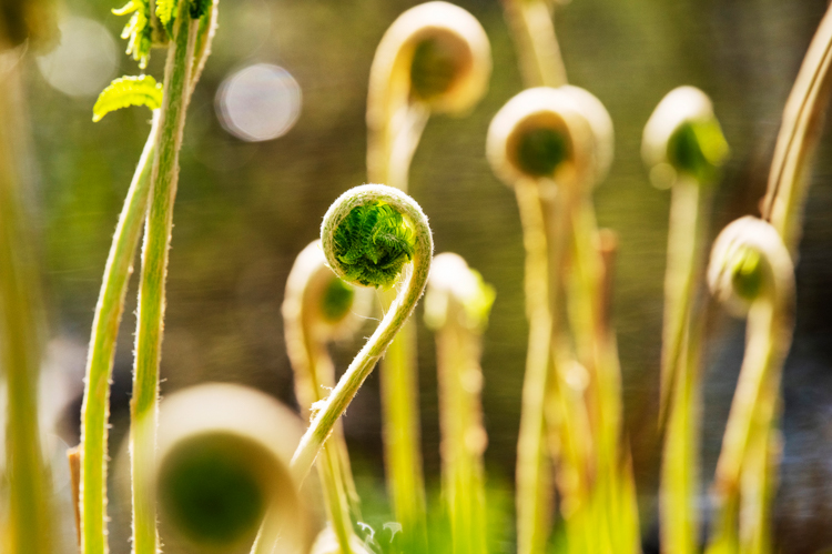 Ferns © Simi Rabinowitz