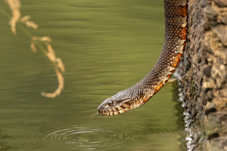 Northern Watersnake © Diane Lomba