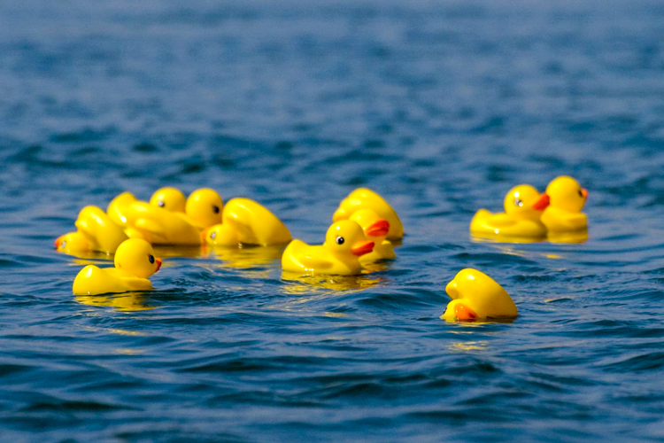 Rare "Golden Racing Ducks" found only at Allens Pond