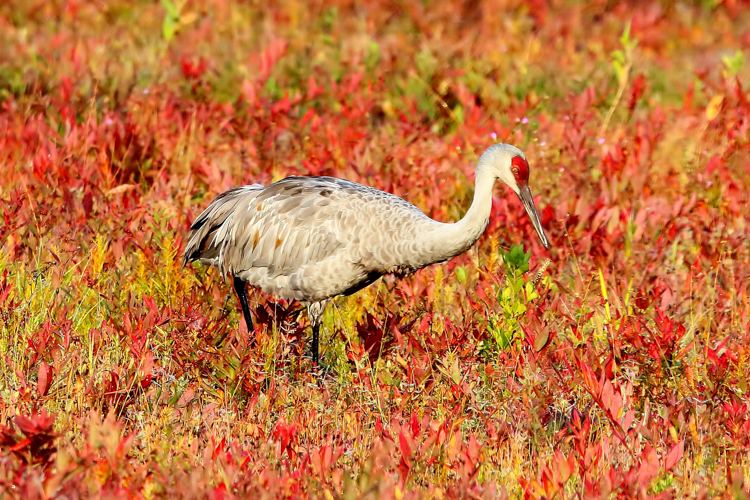 Sandhill Crane in Hanson, MA © Paul McCarthy