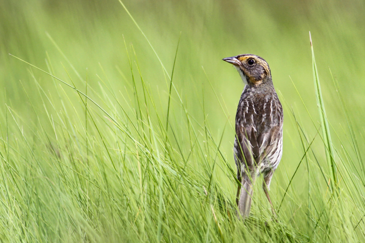 Saltmarsh Sparrow © Andy Eckerson