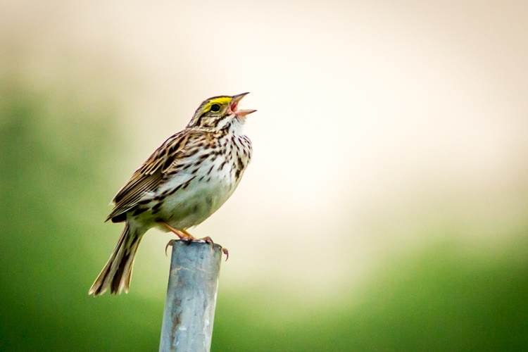 Savannah Sparrow © Phil Doyle