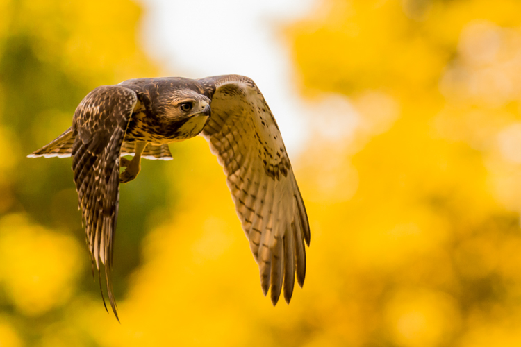 Red-tailed Hawk in fall © David Morris