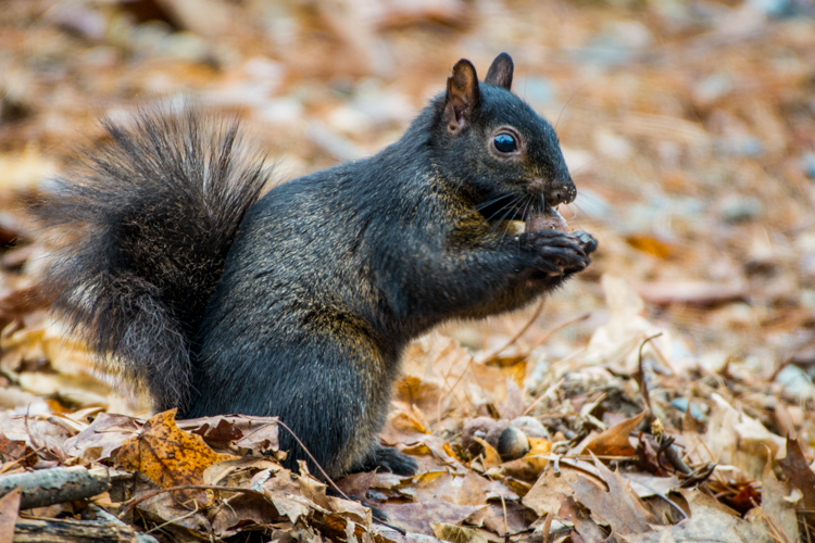 Eastern Gray Squirrel (black morph) gathering acorns © Claudia Carpinone