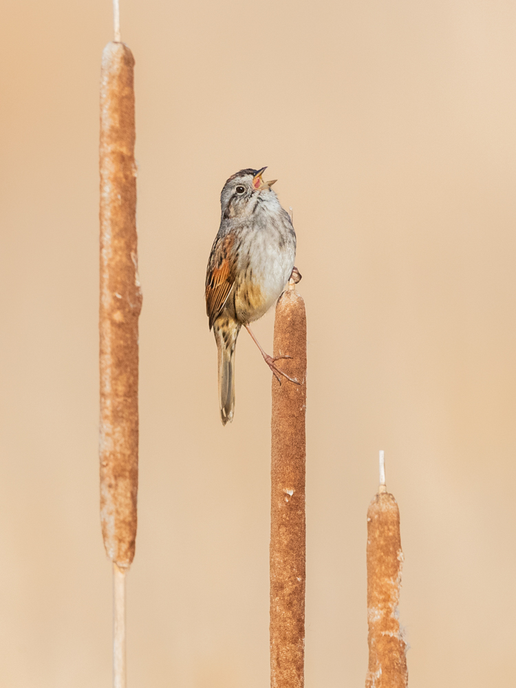 Swamp Sparrow © Matt Filosa