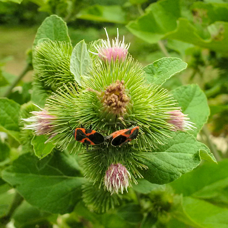 Small Milkweed Bugs on Burdock © Jan S. Berger