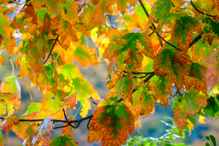 Red Maple leaves turning orange © Renee Sack