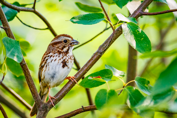 Song Sparrow © Thomas Kilian