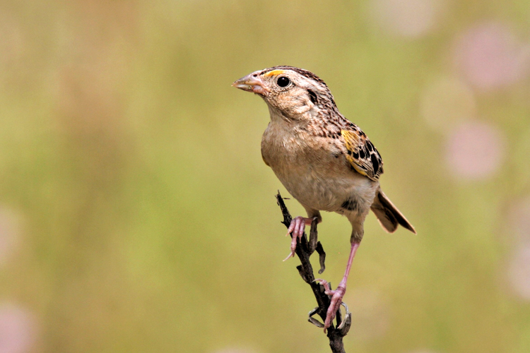 Grasshopper Sparrow © Kevin Bourinot