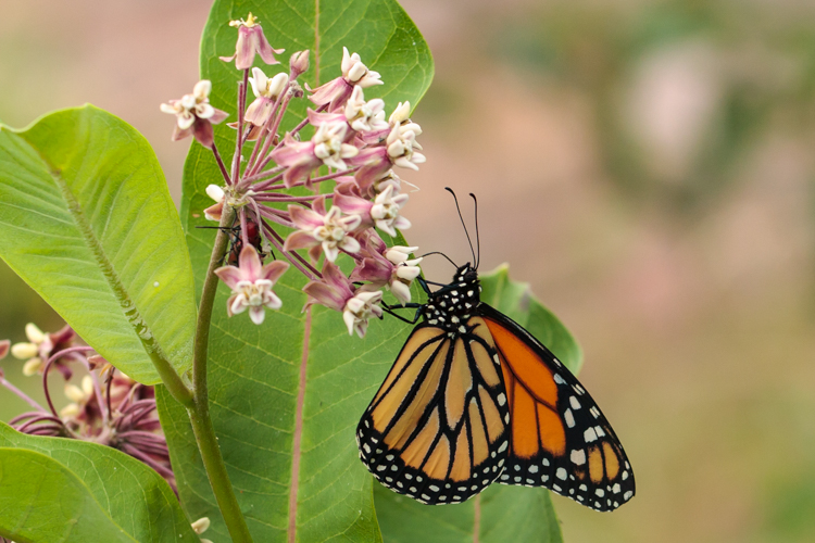 Monarch Butterfly on Common Milkweed © Kirsten Torkelson