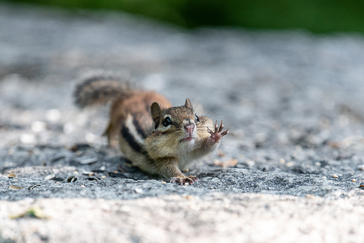 chipmunk reaching out