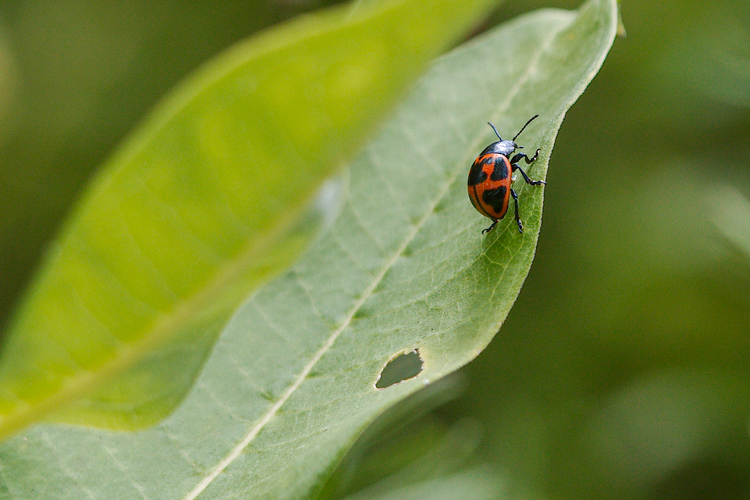 Swamp Milkweed Leaf Beetle on Common Milkweed © Jodi Wilson