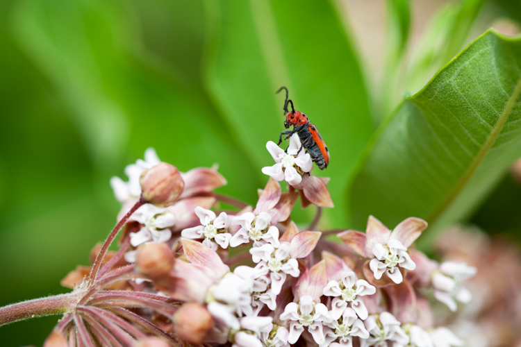 Red Milkweed Beetle on Common Milkweed © Jenny Schule