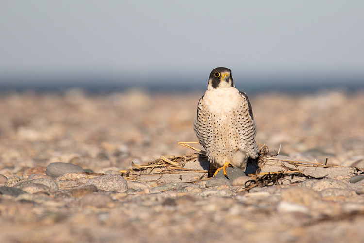 Peregrine Falcon © Diane Lomba