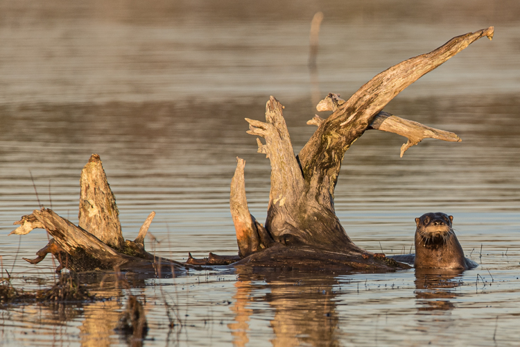 River Otter © Bill Marquardt