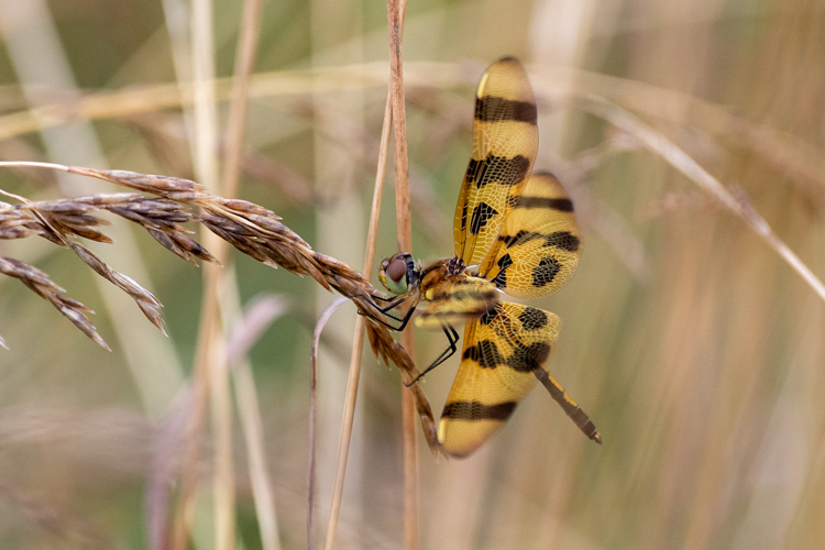 Halloween Pennant © Bart Devine