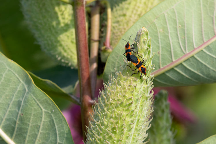 Large Milkweed Bugs on Common Milkweed© Mass Audubon/Kristin Foresto