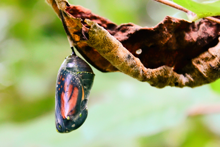 Monarch Chrysalis © Oscar Esposito