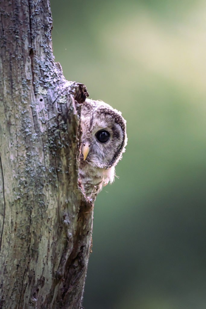 Barred Owl © Van Lam