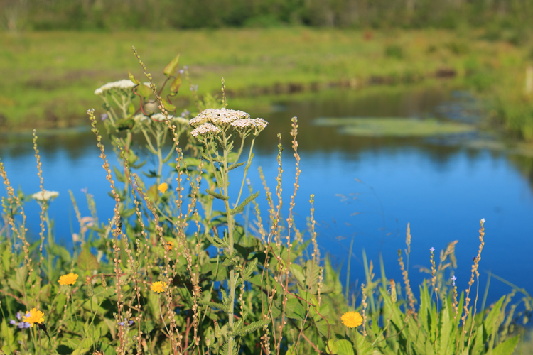 Native plants are thriving at Tidmarsh Wildlife Sanctuary as nature reclaims the former cranberry farm