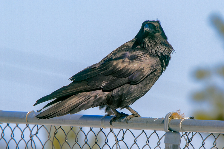 Common Raven © Doug Pederson