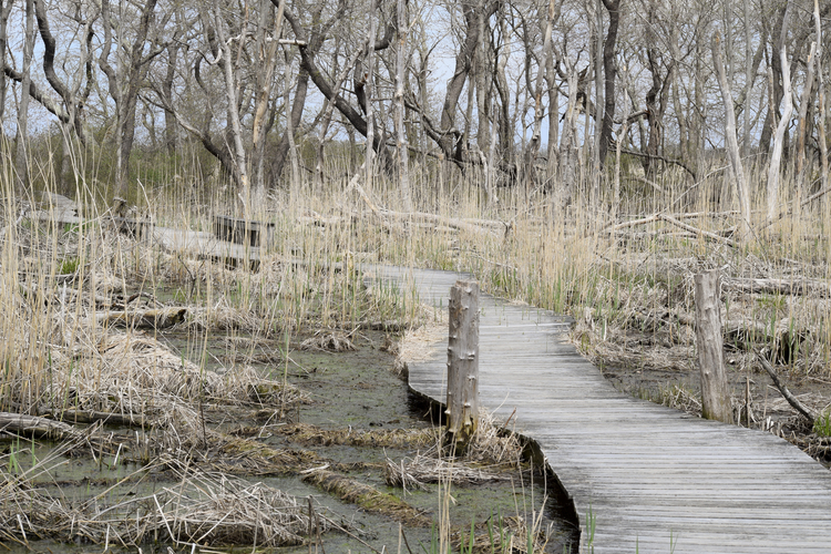 Daniel Webster Boardwalk Trail