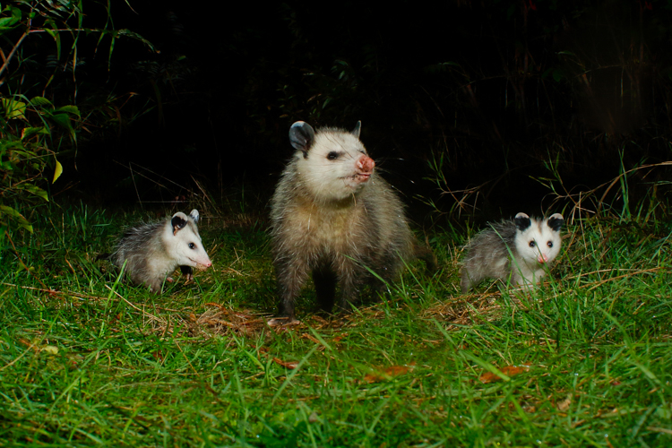 Virginia Opossums © Scott Eggimann