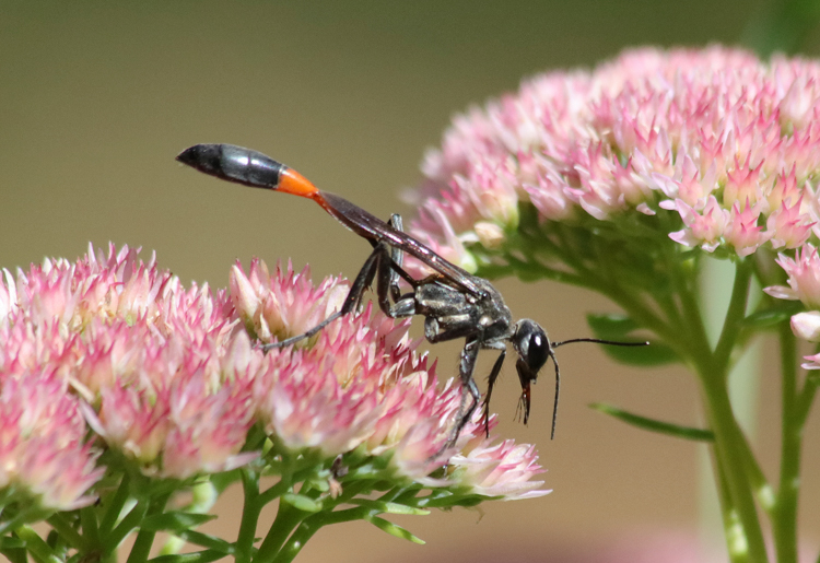 Thread-waisted Wasp © Barbara Taskovics