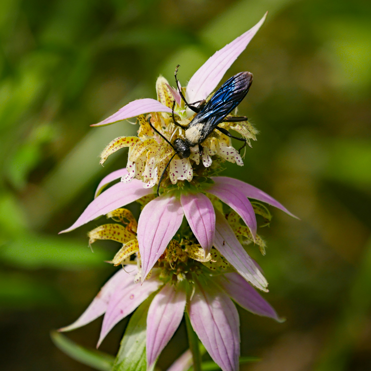 Digger Wasp on Spotted Bee Balm © Christine Ceranowicz