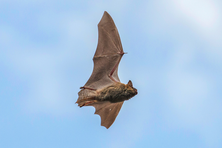 Big Brown Bat (likely) © Eric Windover