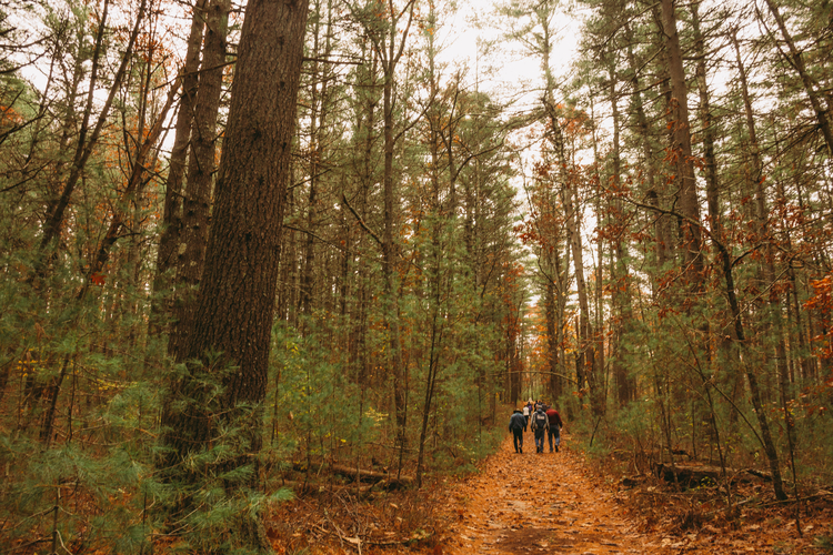 Hiking in the wods